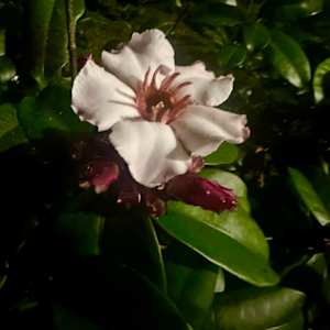 Night Bloom by Louise O