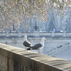 Winter Landing by Louise O