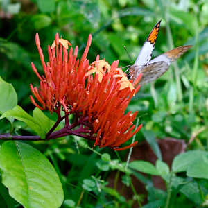 Nectar by Louise O