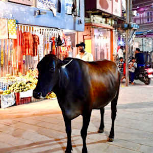 Holy Cow by Louise O