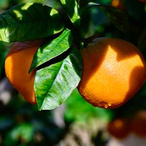 DewsDrop by Louise O