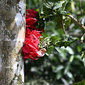 Wild Poinsettia by Louise O