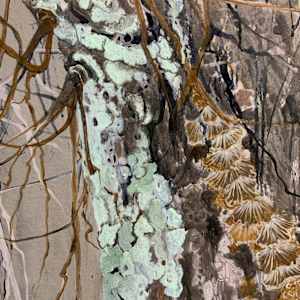 willow by gaby roter  Image: detail 