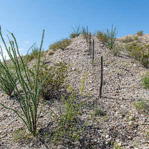 Ocotillo Fence by Billy Moore, Image 12.