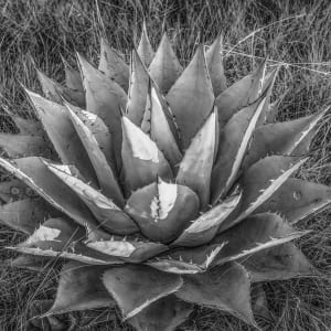 Agave, Madera Canyon by Billy Moore, Image 1.