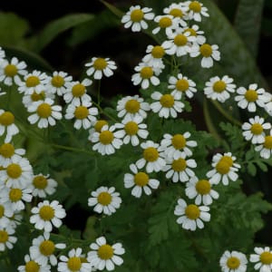 Bidens Daisy by Glenn Stokes