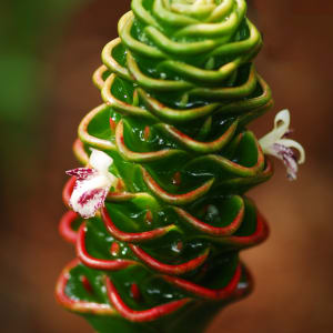 Zingiber Beehive Ginger by Glenn Stokes