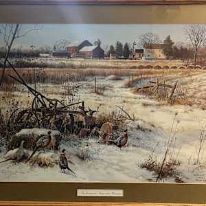 The Immigrants- Ring-Necked Pheasants by Scott Zoellick
