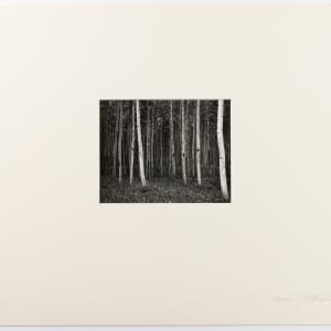 (Trees) Untitled, Canada by Oliver Gagliani