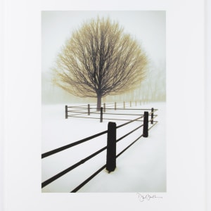 Tree in Snow with Fence by David Winston