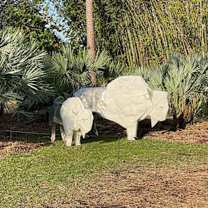 White Bison by Kevin Box Studio 