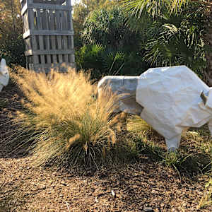 White Bison by Kevin Box Studio 