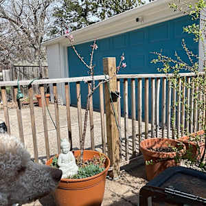 Healing Buddha and Blooming Cherry Tree by Denita Benyshek, Image 3.