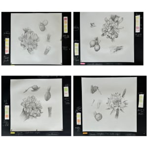 Harrasia eriphoria, Leptoseurus wright, Opuntia militaris y Aguacate cimarrón, del "Proyecto Matorral" by Glenda Salazar