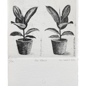 Oro blanco by Yuli Cadavid