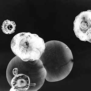 Flare 1 by Beth Dary