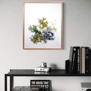 Lichen 5 Ways by Allison Belolan 