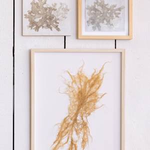 Lobaria Study 2 by Allison Belolan, Image 3.