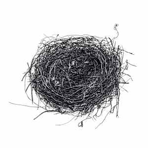 WPR Birds Nest by Allison Belolan