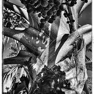 Bubble Palm by Carol Bouyoucos