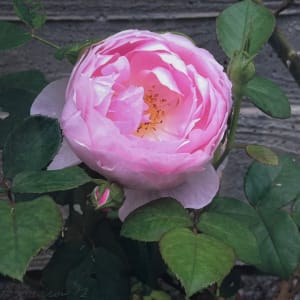 Pink Rose at the Getty Villa No. 1 by Wren Sarrow