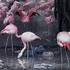 Pink Flamingos at the L.A. Zoo by Wren Sarrow