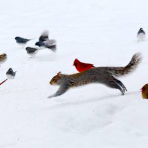 Winter Wildlife by Wren Woodward Sarrow, Image 1.