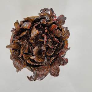 Bloom - open Seed by Philippa Mollet