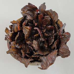 Bloom - open Seed by Philippa Mollet, Image 4.