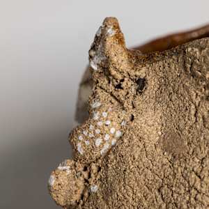 Wishing Well V by Philippa Mollet 