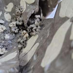 Spring Flower by Philippa Mollet 