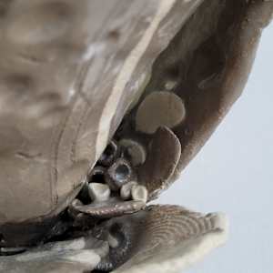 Spring Flower by Philippa Mollet 