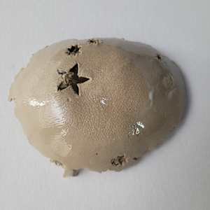 Leaf V by Philippa Mollet 