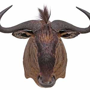 Wildebeest Antelope Shoulder Mount, Image 2.
