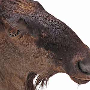 Wildebeest Antelope Shoulder Mount, Image 3.