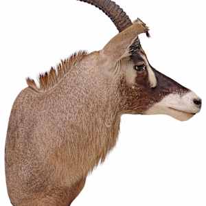 ROAN ANTELOPE SHOULDER TROPHY MOUNT, Image 3.
