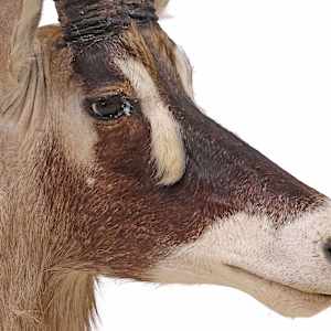 ROAN ANTELOPE SHOULDER TROPHY MOUNT, Image 2.