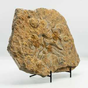 Moroccan Jurassic fossil with three starfish and other impressions