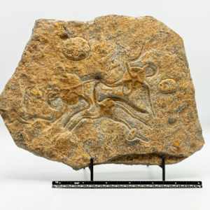 Moroccan Jurassic fossil with three starfish and other impressions 