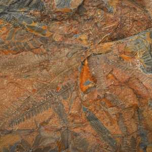 Large Fossilized Pecoptens Tree Fern slab on stand 