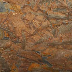 Large Fossilized Pecoptens Tree Fern slab on stand 