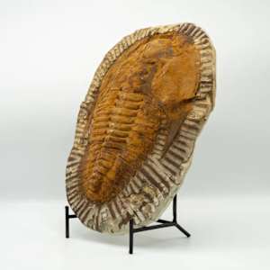 Large Cambrian Era Moroccan trilobite fossil 