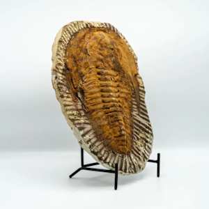 Large Cambrian Era Moroccan trilobite fossil 