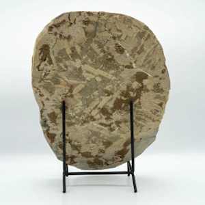 Large Cambrian Era Moroccan trilobite fossil 
