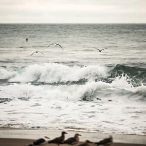 Seabirds Dance by Kimberly Marnell