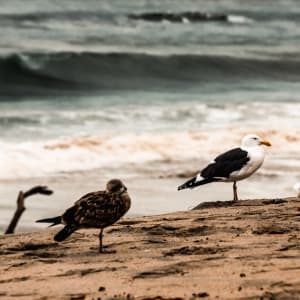 Shoreline Serenade by Kimberly Marnell