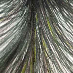 Humble Noble 2 by Jo Davis, Image 6.