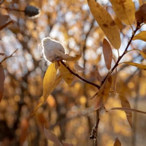 Willow Cone by Denise Hawkins