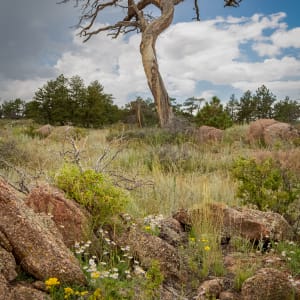 The Reach-Vertical by Denise Hawkins