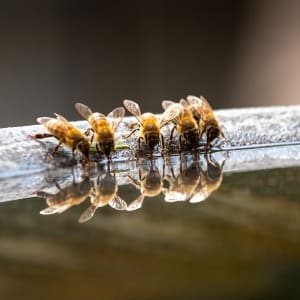 The Watering Trough by Denise Hawkins